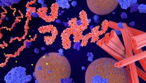 The Interplay between Local Protein Synthesis and Axon Degeneration 