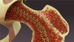 INTERLEUKIN-6 LINKS SKELETAL DEVELOPMENT TO THE IMMUNE SYSTEM AND VASCULATURE IN THE BONE MARROW