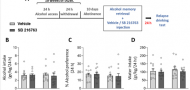 Inhibition of ERK1/2 or CRMP2 Disrupts Alcohol Memory Reconsolidation and Prevents Relapse in Rats