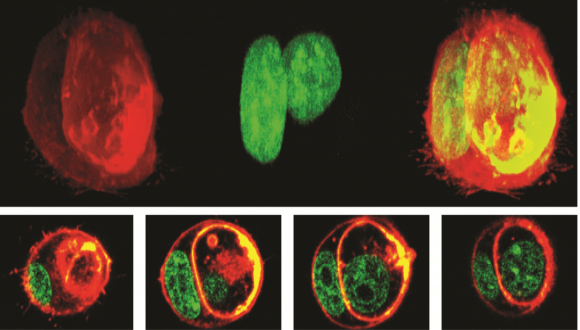 Yaron Carmi’s research featured in the New York Times